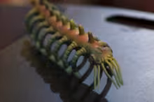 Photo of a Carrion Crawler toy--a D&D monster